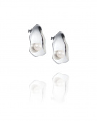 Oyster Ear Argent